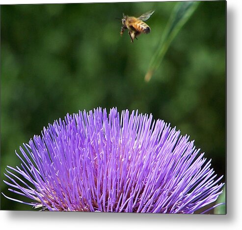 Flora Metal Print featuring the photograph No Landing Strip Needed by Steven Huszar