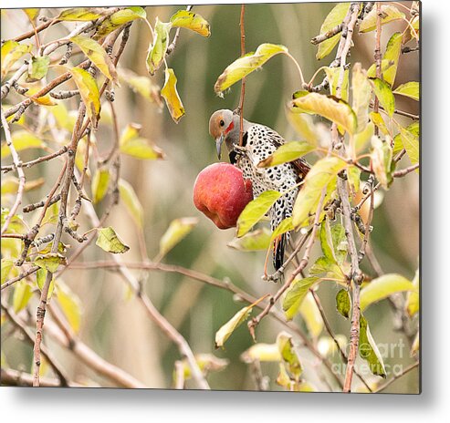 Bird Metal Print featuring the photograph Northern Flicker in Apple Tree by Dennis Hammer