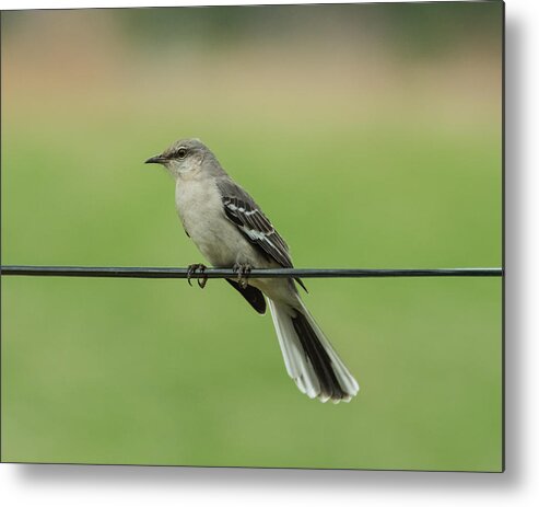 Bird Metal Print featuring the photograph Northern Mockingbird by Holden The Moment