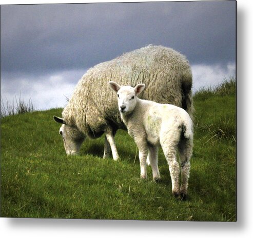 Sheep Metal Print featuring the digital art Northumberland Lamb by Vicki Lea Eggen