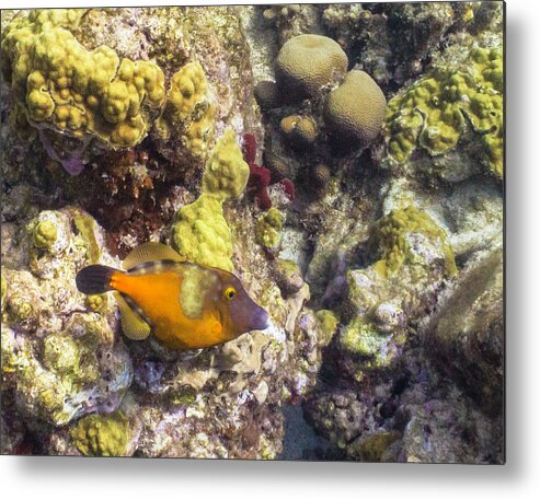 Ocean Metal Print featuring the photograph Not A Clown by Lynne Browne