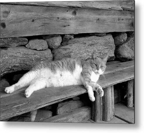 Cat Metal Print featuring the photograph Old Mill Cat by Sandi OReilly
