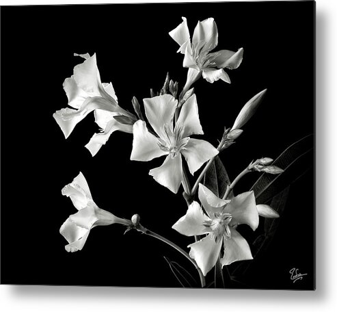 Flower Metal Print featuring the photograph Oleander in Black and White by Endre Balogh