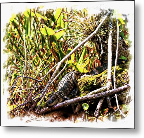 Alligator Metal Print featuring the photograph On the Waters Edge by Sheri McLeroy