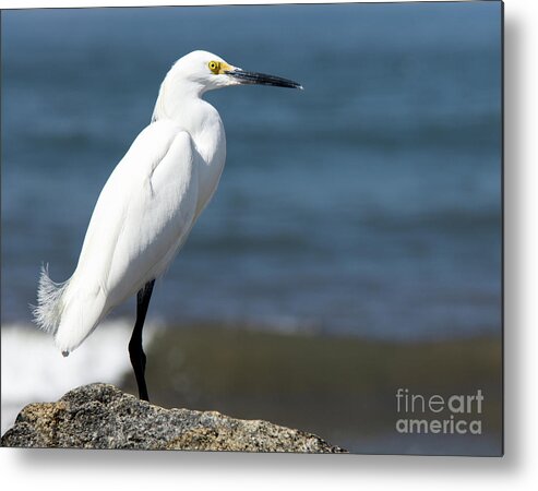 2016 Metal Print featuring the photograph One Classy Chic Wildlife Art by Kaylyn Franks by Kaylyn Franks