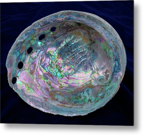 Abalone Metal Print featuring the photograph Opalescent Abalone Seashell on Blue Velvet by Kathy Anselmo