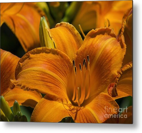 Flowers Metal Print featuring the photograph Orange Symphony by Lili Feinstein
