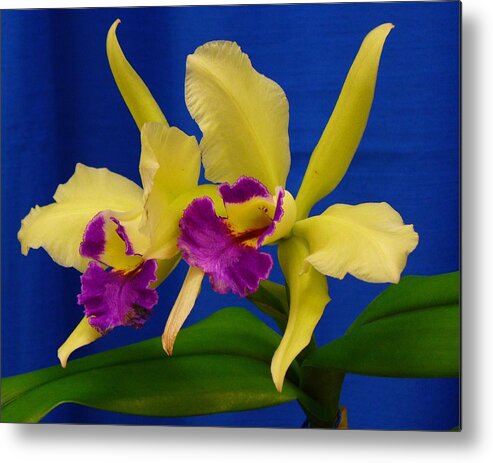 Orchids Metal Print featuring the photograph Orchid 7 by Peggy King