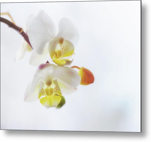 Orchid Metal Print featuring the photograph Orchid Zen by Sue Capuano