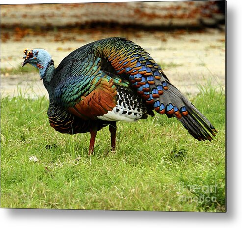 Mayan Ruins Metal Print featuring the photograph Oscillated Turkey by Kathy McClure