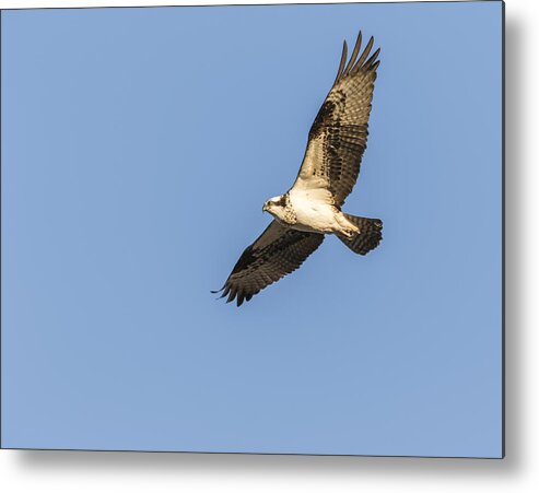 Osprey Metal Print featuring the photograph Osprey 2016-2 by Thomas Young
