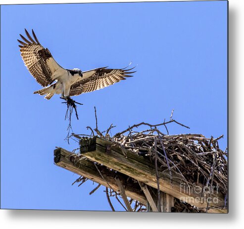 Osprey Metal Print featuring the photograph Osprey Nest Building by Phil Spitze