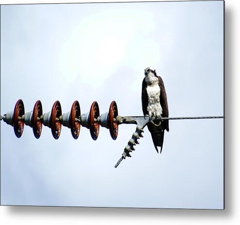 Birds Metal Print featuring the photograph Osprey on Powerline 1 by Ben Upham III
