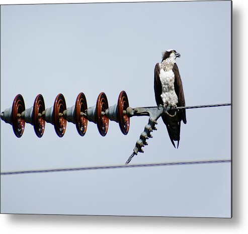 Birds Metal Print featuring the photograph Osprey on Powerline 2 by Ben Upham III