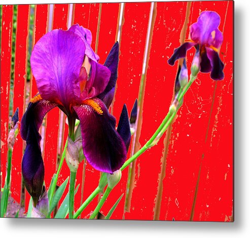 Iris Metal Print featuring the photograph Other Side of the Fence by Ian MacDonald
