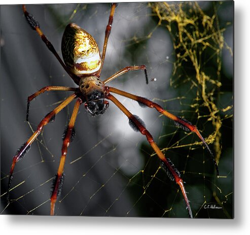 Spider Metal Print featuring the photograph Out Of The Dark by Christopher Holmes