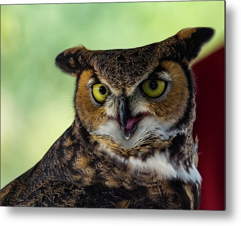 Owl Metal Print featuring the photograph Owl Tongue by Douglas Killourie