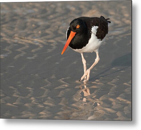Oyster Catcher Metal Print featuring the photograph Oyster Catcher Strut by Art Cole
