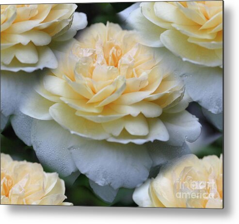 Rose Metal Print featuring the photograph Pale Yellow Roses by Smilin Eyes Treasures