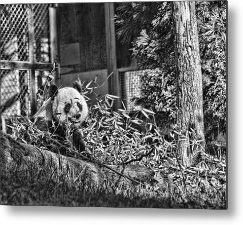 Panda Metal Print featuring the photograph Panda Feast by Jody Lovejoy