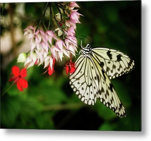 Butterfly Metal Print featuring the photograph Paper Kite by Greg and Chrystal Mimbs