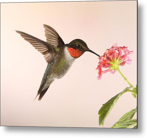 Nature Metal Print featuring the photograph Partaking by Gerry Sibell
