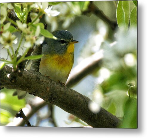 Wildlife Metal Print featuring the photograph Parula in a Pear Tree by William Selander