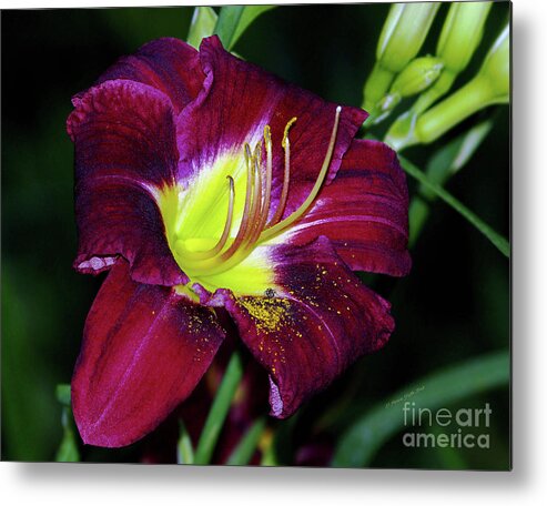 Fine Art Photography Metal Print featuring the photograph Patricia Neal Daylily by Patricia Griffin Brett