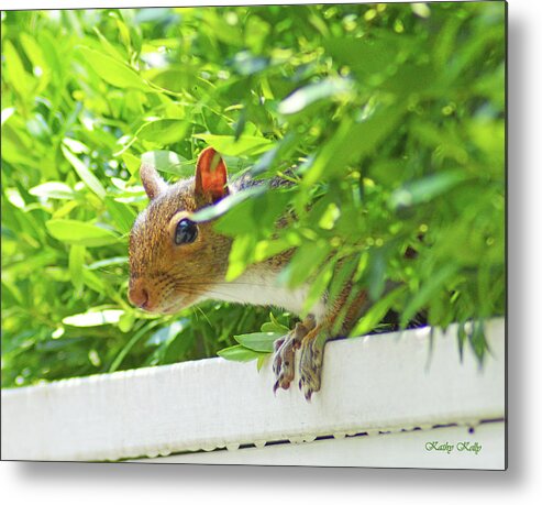 Gray Squirrel Metal Print featuring the photograph Peek-a-Boo Gray Squirrel by Kathy Kelly