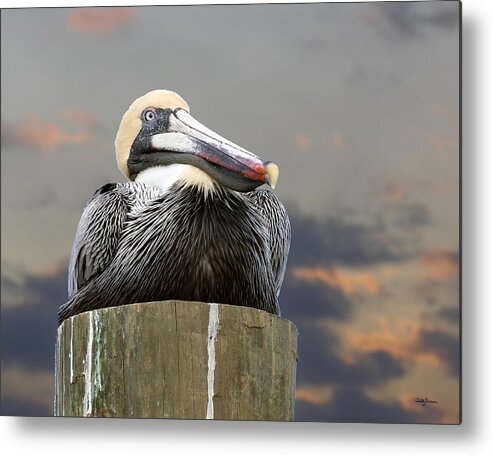Birds Metal Print featuring the photograph Pelican Perch by Betty Denise