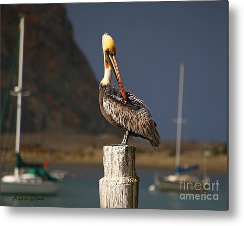 Pelican Metal Print featuring the photograph Pelican Preening by Alison Salome