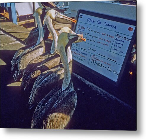 Color Metal Print featuring the photograph Pelicans and the Menu by Frank DiMarco