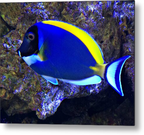 Blue Tang Fish Metal Print featuring the photograph Blue Tang Fish by Kathy M Krause