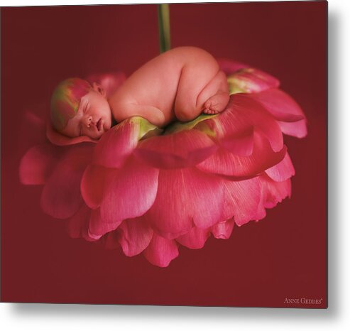 Pink Metal Print featuring the photograph Chelsea on a Pink Peony Rose by Anne Geddes