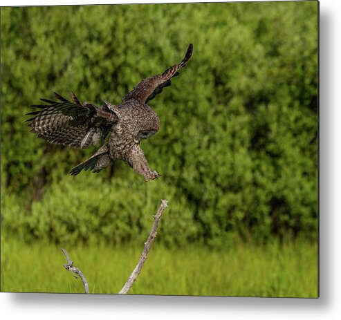 Great Grey Owl Metal Print featuring the photograph Perfect Form by Yeates Photography