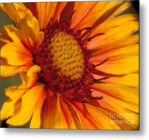 Gaillardia Metal Print featuring the photograph Petals of Fire by Katie LaSalle-Lowery