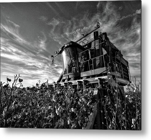 Ag Metal Print featuring the photograph Picking white in Black and White by David Zarecor