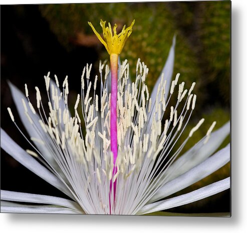 Pistil Metal Print featuring the photograph Pink and Yellow Pistil by Kelley King