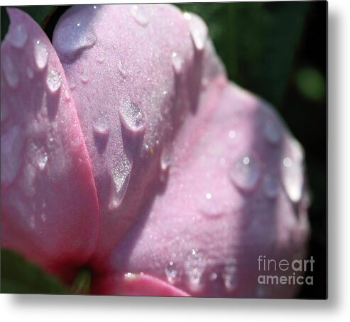 Garden Metal Print featuring the photograph Pink Droplets by Mary Haber