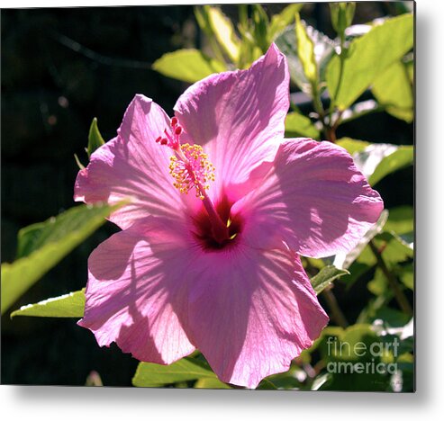 Fine Art Photography Metal Print featuring the photograph Pink Hibiscus by Patricia Griffin Brett