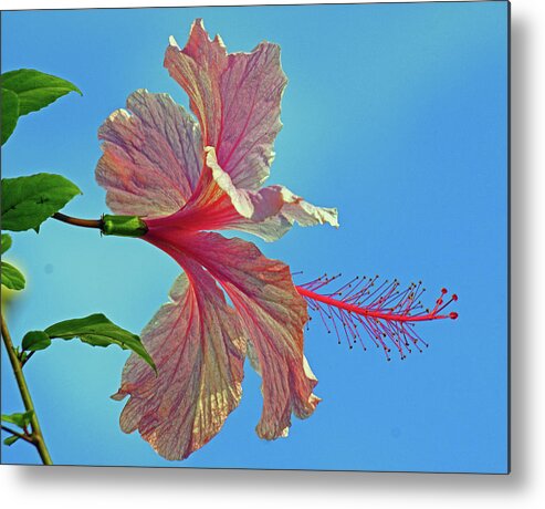 Flower Metal Print featuring the photograph Pink Lady Hibiscus by Larry Nieland