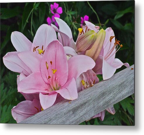 Lilies Metal Print featuring the photograph Pink Lilies Corralled by Janis Senungetuk