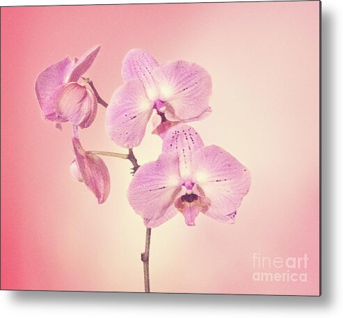 Orchids Metal Print featuring the photograph Pink Orchids 2 by Linda Phelps