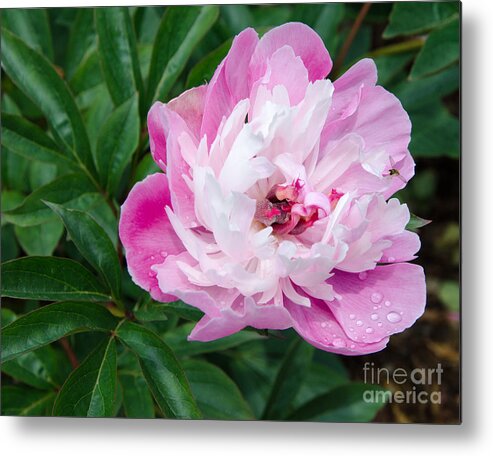 Pink Metal Print featuring the painting Pink Peony by Laurel Best