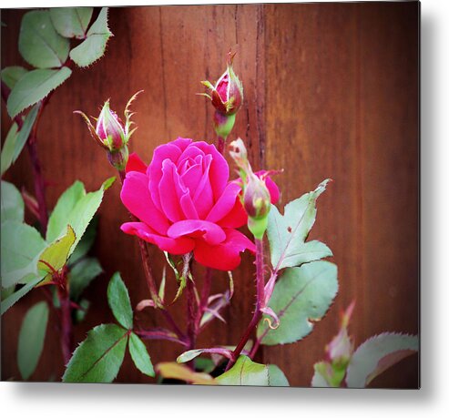 Pink Metal Print featuring the photograph Pink Perfection by Cynthia Guinn