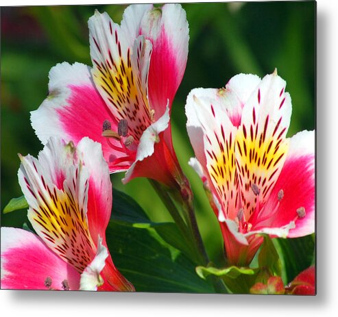 Peruvian Metal Print featuring the photograph Pink Peruvian Lily 2 by Amy Fose