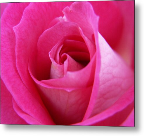 Rose Metal Print featuring the photograph Pink Rose by Amy Fose