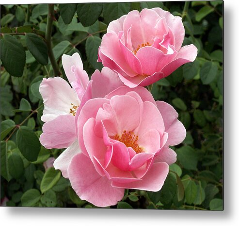 Pink Roses Metal Print featuring the photograph Pink Roses 2 by Amy Fose