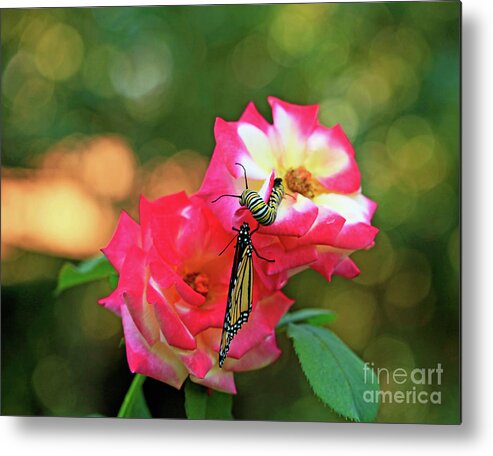 Roses Metal Print featuring the photograph Pink Roses and Butterfly Photo by Luana K Perez