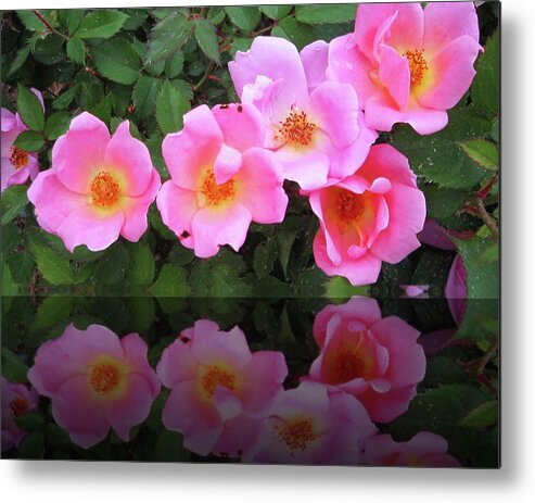 Roses Metal Print featuring the photograph Pink Roses by Cynthia Westbrook